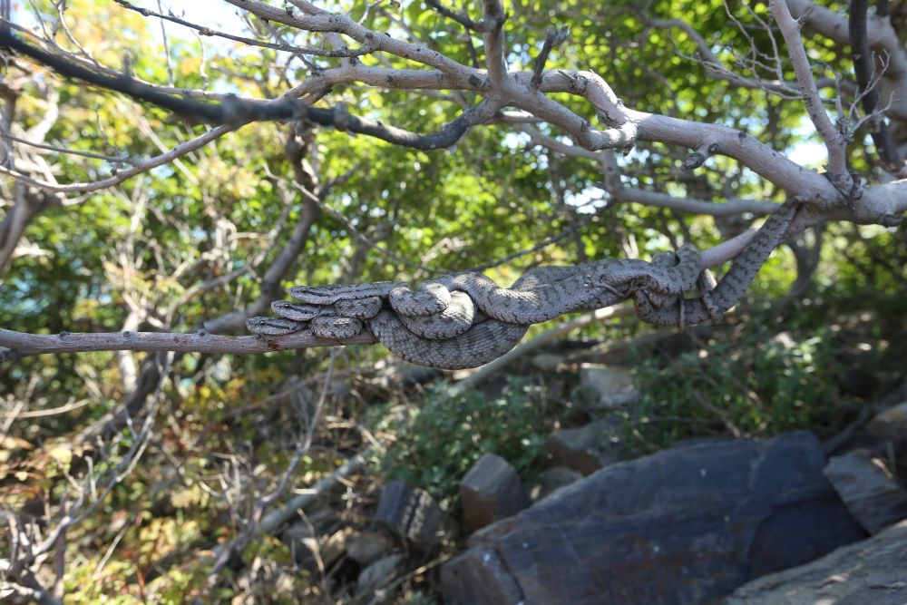 蛇岛探秘：走进2万条蝮蛇的栖息家园