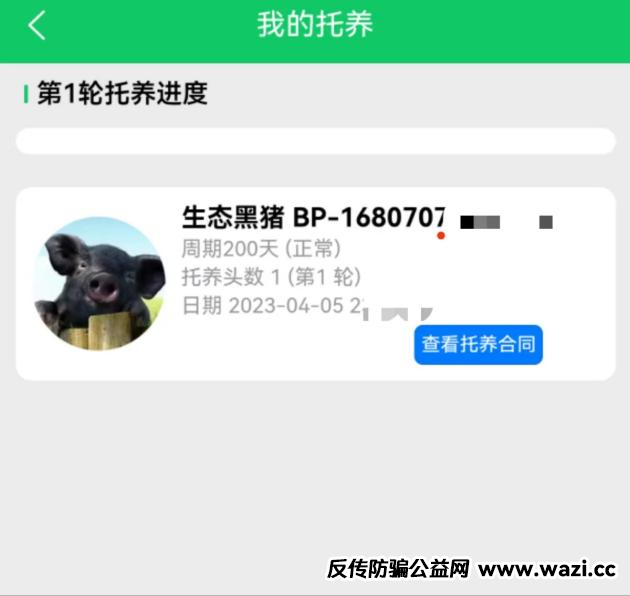 【云养经济】系列报道丨“认养黑猪”传销骗局调查!