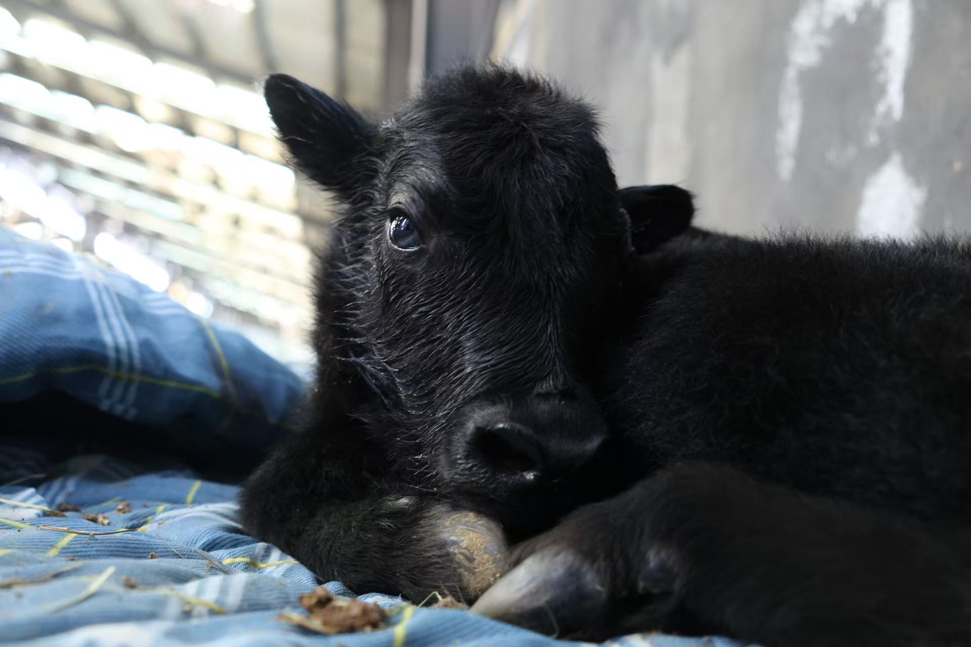 世界上第一头克隆牦牛诞生